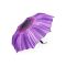 Plemo Purple Daisy automatic umbrella