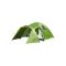 Green small tent