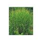 BALDUR Garden Miscanthus Zebra Grass, 1 plant Miscanthus zebrinus strictus