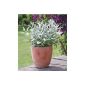 Marzipan sage, 1 sage plant with blue flowers and silvery foliage