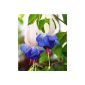 BALDUR Garden Hardy fuchsias 'Blue Sarah', 3 plants Fuchsia