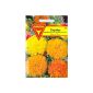 Tagetes, velvet flowers, High Marigold, Tagetes erecta plena, about 150 seeds
