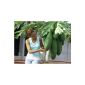 Melon tree, papaya, fruits from the garden, seeds, fast growing, EXOT!  11 seeds
