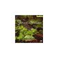 SOUNDS OF THE EARTH FOREST STREAM / VARIOUS SOUNDS OF THE EARTH FOREST STREAM / VARIOUS (DVD-Audio)