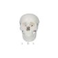 66fit skull anatomical model Actual Size (Sports)