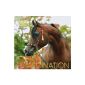 Faszination Kalender 2015: Arabische Pferde (Calendar)