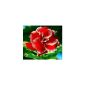 Desert Rose (Adenium obesum) 5 seeds Double Santa