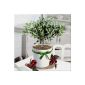 Olive Tree - 1 tree (garden products)