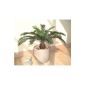 Cycas Fern (52cm) - Artificial Plant WITHOUT POT