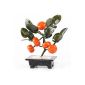 TREE OF LUCK to MANDARIN - Feng Shui for Prosperity and Success (Kitchen)