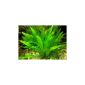 1 loose plant Echinodorus amazonicus, discus (garden products)