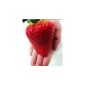 Giant strawberry -Packung- (huge ones strawberries largest in the world) 20 seeds