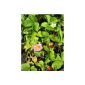 Fragaria vesca - Wild Strawberry, 24 plants