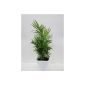 Potted palm, (Chamaedorea elegans) broadleaved, 12cm pot 40cm high 3 plants (garden products)
