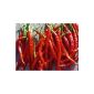 De Arbol - red, hot chili - 20 seeds (garden products)