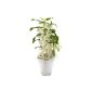 Asian Traubenorchidee in decorative pot, 1 plant - SHIP AT 14/02/2015 (garden products)
