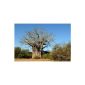 Seedeo baobab (Adansonia digitata) 6 seeds