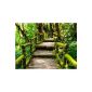 Woven wallpaper staircase in the jungle VT486 Size: 360x270cm, Mural, non-woven wallpaper, high quality, PREMIUM image wallpaper, jungle trees forest