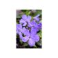 Blue flowering periwinkle Vinca minor5 - 7 seedlings in pot