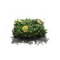 6 x Golliwoog - fodder plant for bearded dragons, birds, guinea pigs, rabbits (Misc.)