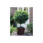 Acacia ball on trunk, 1 plant (garden products)