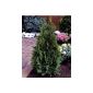 Thuja occidentalis Smaragd, northern white-cedar, 40/60 cm 1 pc (garden products)