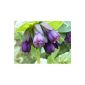Cerinthe seeds, Wunderblume, mehrjaehrig, giant blue flowering, 5 seeds