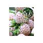 BALDUR-garden White Pineapple Strawberry 'Natural White®', 3 & 1 vegetable plant Senga Sengana, Fragaria