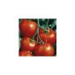 A true classic - red tomato - very tasty - Rutgers - 30 seeds (garden products)
