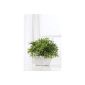greemotion art plant bamboo, ceramic pot white, 13 x 13 x 29 cm