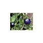 Purple Tomato 10 seeds to grow -fully of antioxidants fun, sweet