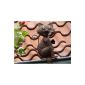 Filou, a pig in copper look, gutters Decoration f. Fence, railing, gutter