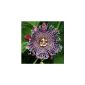 Riesengranadilla - Passiflora quadrangularis - 10 seeds (garden products)