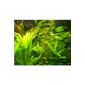 1 bunch waterweed, 5-6 plants, aquarium, pond