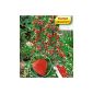 BALDUR garden climbing Erdbeere® 'Hummi®', 3 plants Fragaria