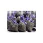 10 x Lavendelsäckchen with real French lavender - Total 100g lavender flowers