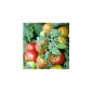 Red Mini Tomato - fits on the smallest balcony or even on the windowsill - Tiny Tim - 10 seeds (garden products)
