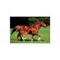 1art1 48885 Horses - Mare with Foal Poster 91 x 61 cm (household goods)