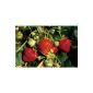 Strawberry Mara des Bois®, 20, in the peat pot (garden products)