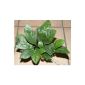 1 pot Anubia gigantea, giant leaf Peer