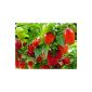 One of the sharpest Chilis - Habanero Caribbean Red - 20 seeds (garden products)