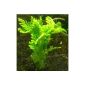 beautiful and healthy product - but rather as a terrarium aquarium plant!