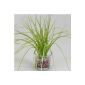 formano very nice art plant grass in round glass