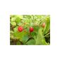 Wild Strawberry (Fragaria vesca) 20 seeds also known as Strawberry Month