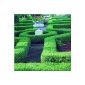 Buxus sempervirens / Buis for hedge - 10 hedge plants