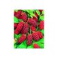Tayberry, 3 plants (garden products)