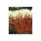 BALDUR garden ornamental grass 'Indian Summer' China grass, miscanthus, 1 plant Miscanthus sinensis