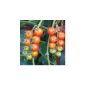 Gardener's Delight - red cherry tomato - multiple prize winner - 30 seeds (garden products)