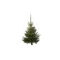 Christmas blue spruce, H 150 - 175 cm, Premium quality, freshly beaten, extradition between 15th 17:12.  (Garden products)