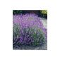 BALDUR Garden Hardy perennials lavender hedge 'Blue', 9 plant Lavandula angustifolia Munstead